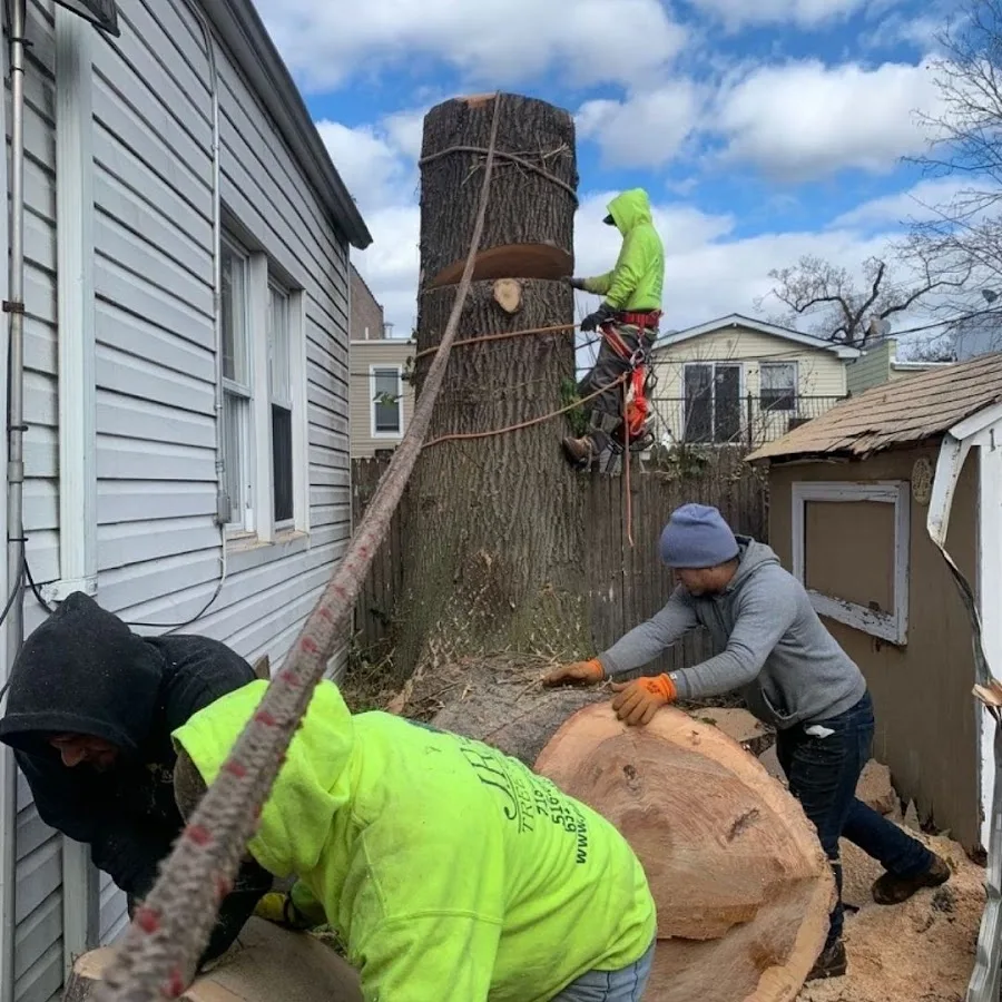 Timber Wood Tree Service gallery 2