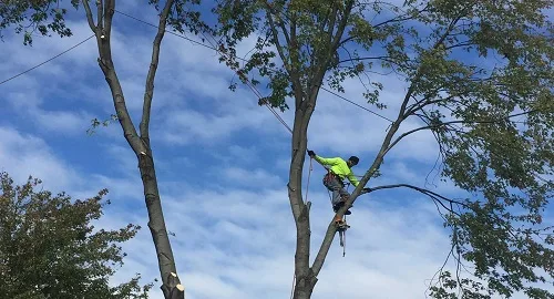 Timberland Tree Service