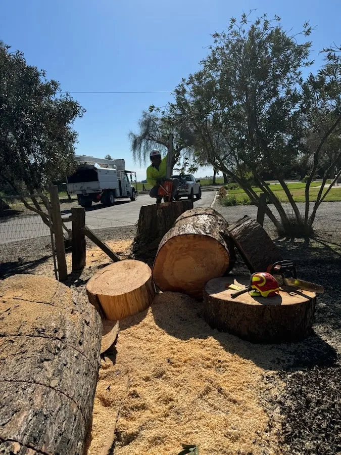 Timberland Tree Service work site