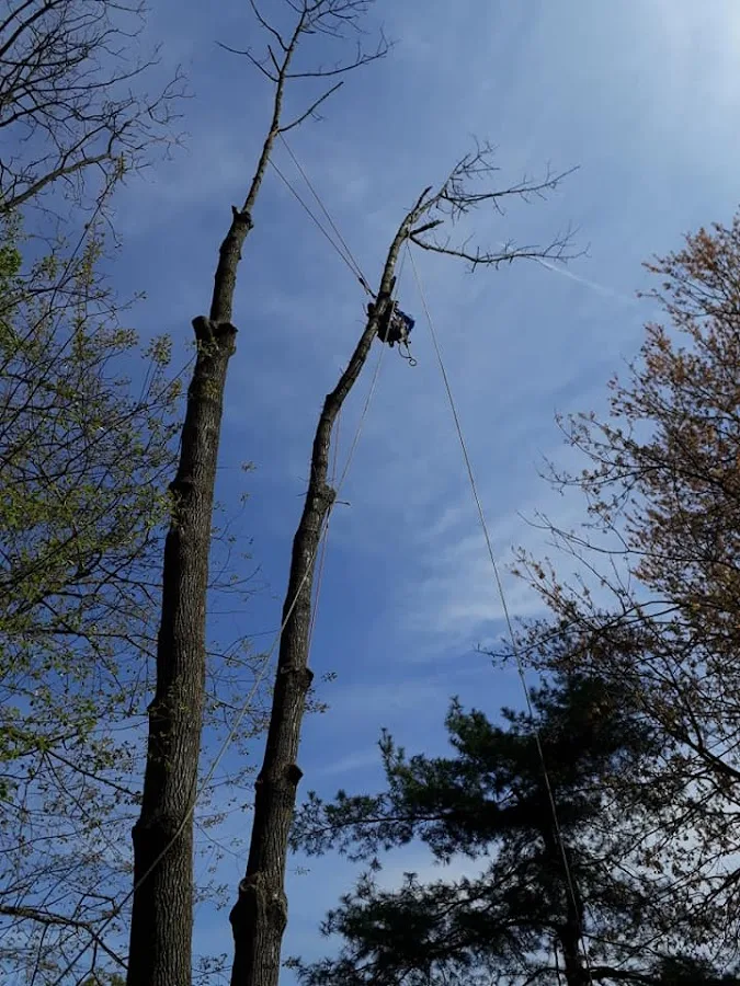 Tito's Tree Service