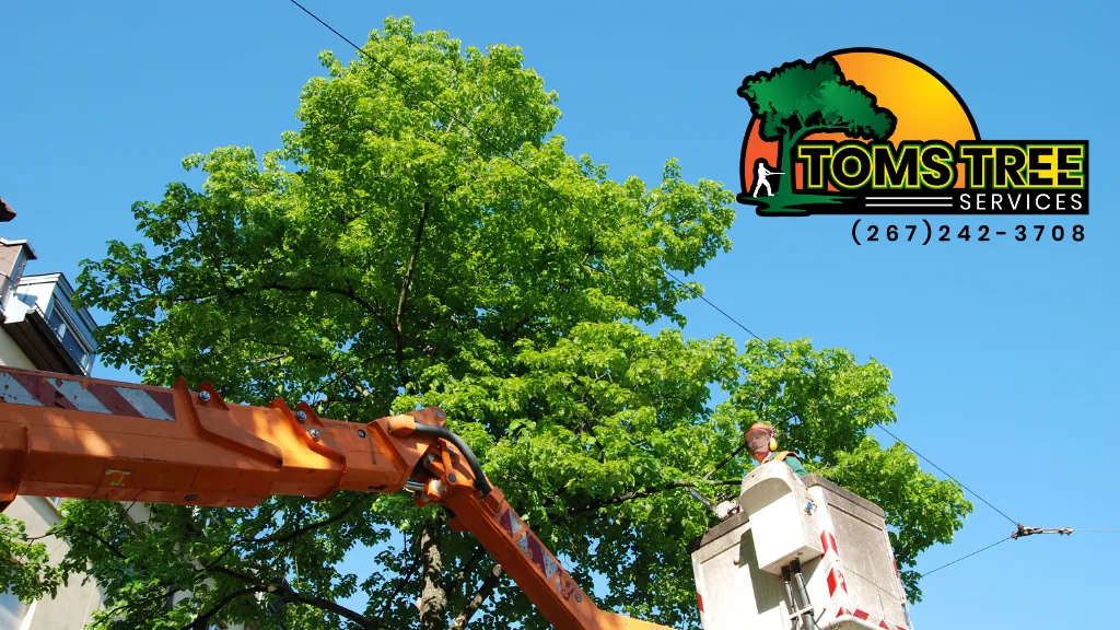 Tom's Tree Service Plus