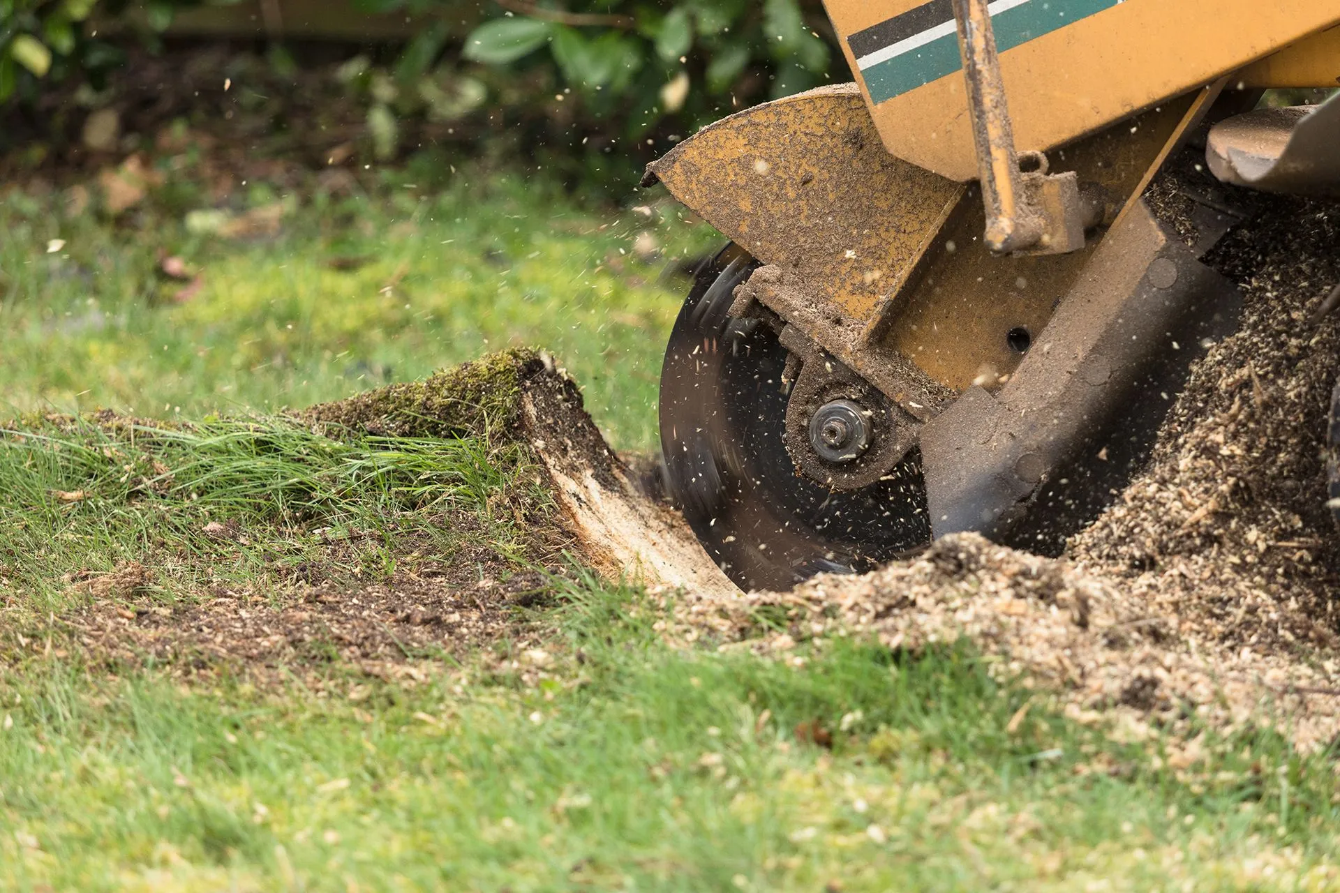 Tonys Tree Service gallery 5