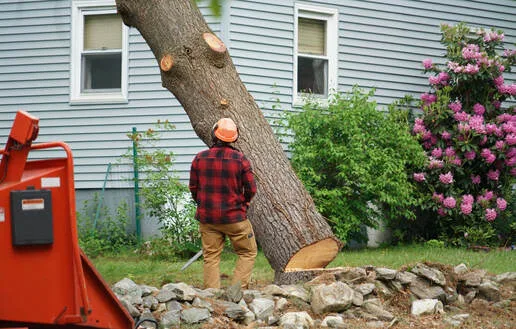 TOP DOGS TREE SERVICES TUSTIN gallery 7