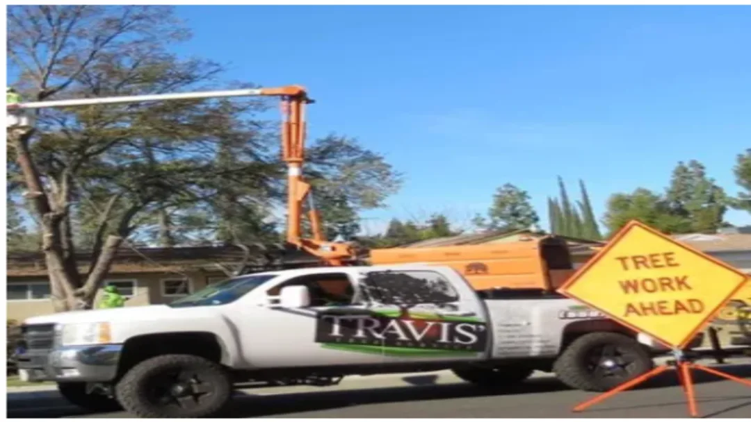 Travis Tree Service work site