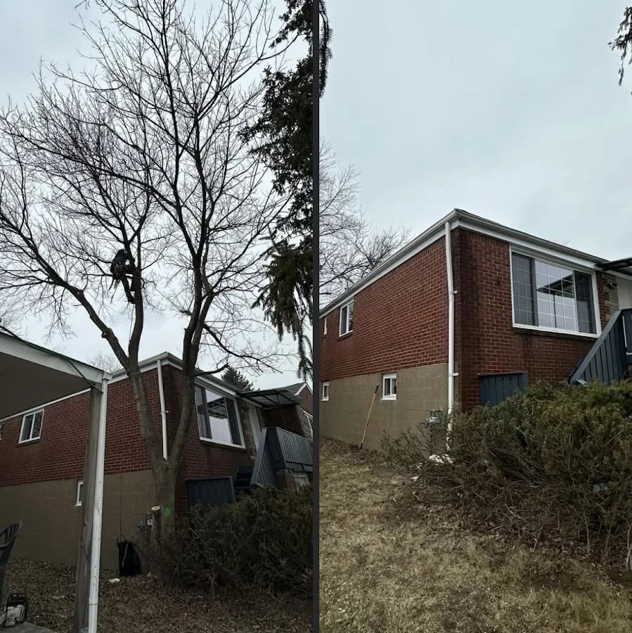 Treasure's Tree Removal
