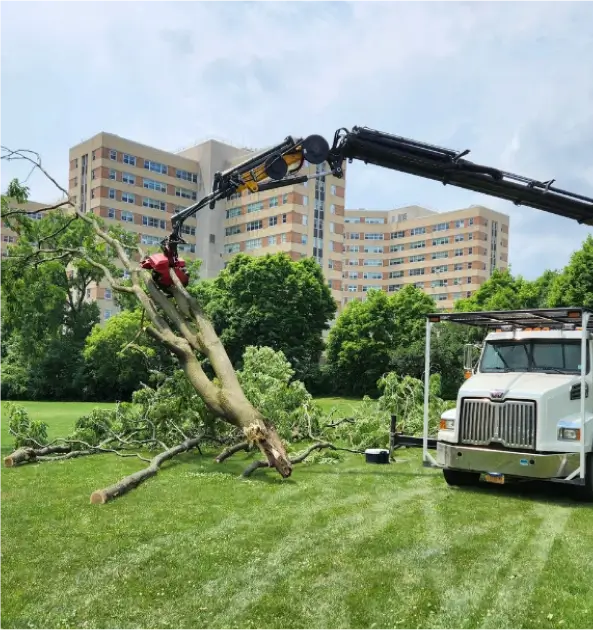 Tree and Stump Removal Service gallery 5