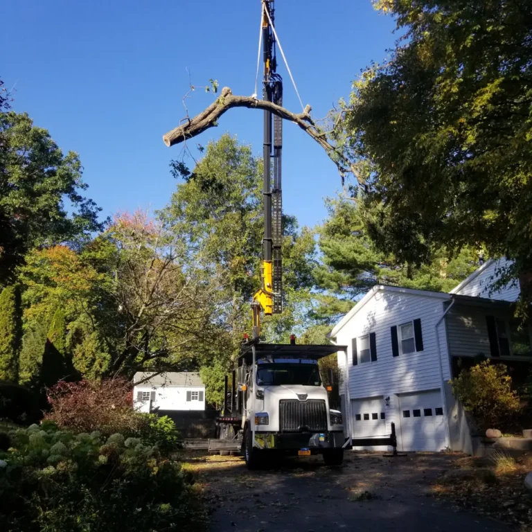 Tree and Stump Removal Service gallery 6