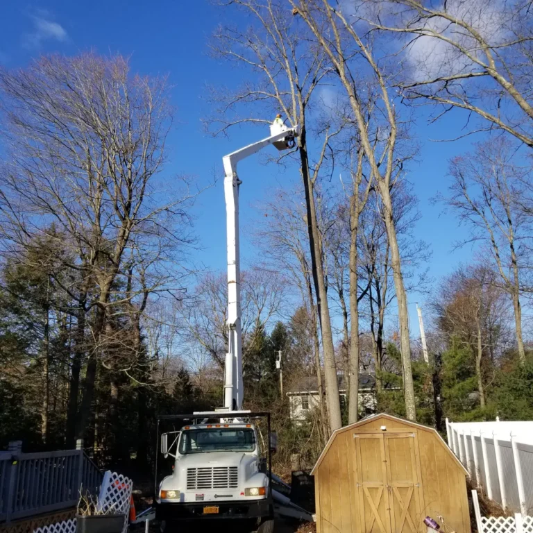 Tree and Stump Removal Service gallery 8