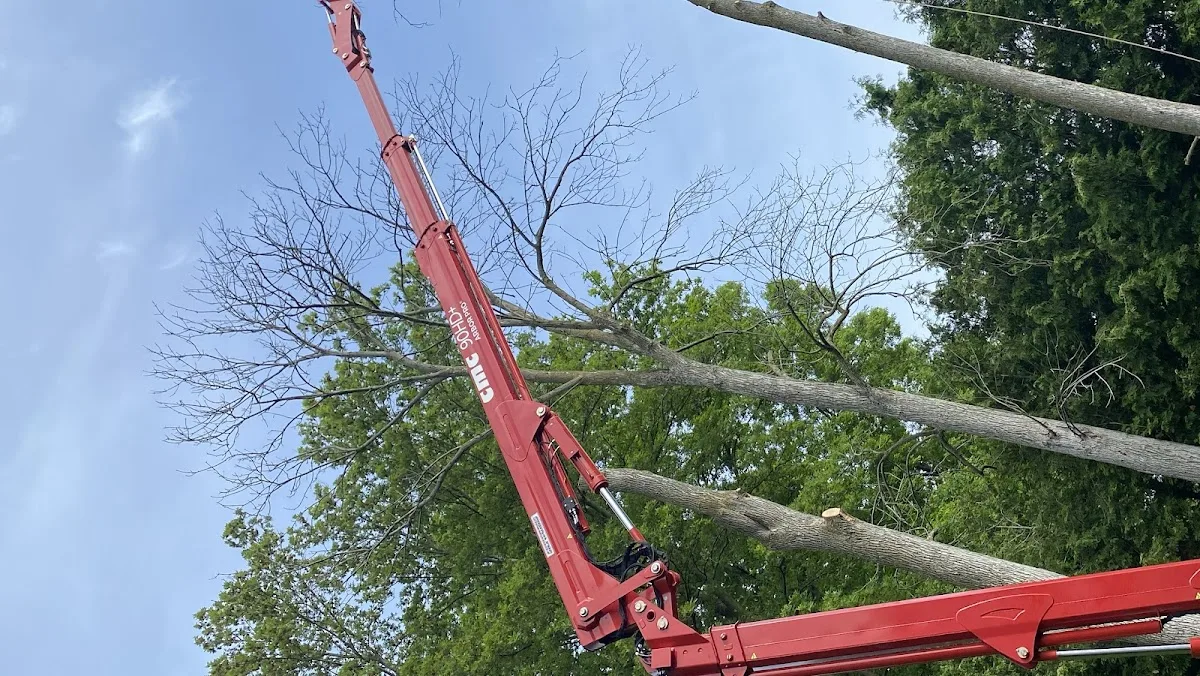 Tree And Yard Renovations work site