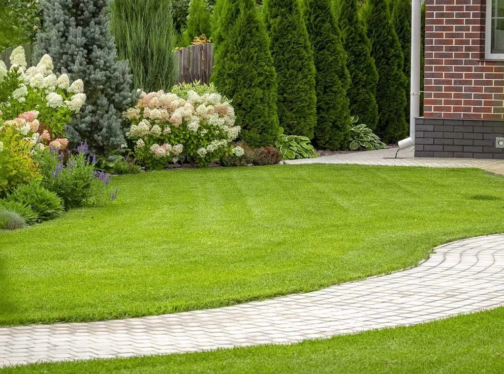 Tree And Yard Renovations gallery 4