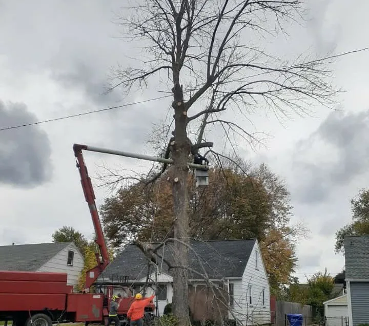 Tree And Yard Renovations gallery 6