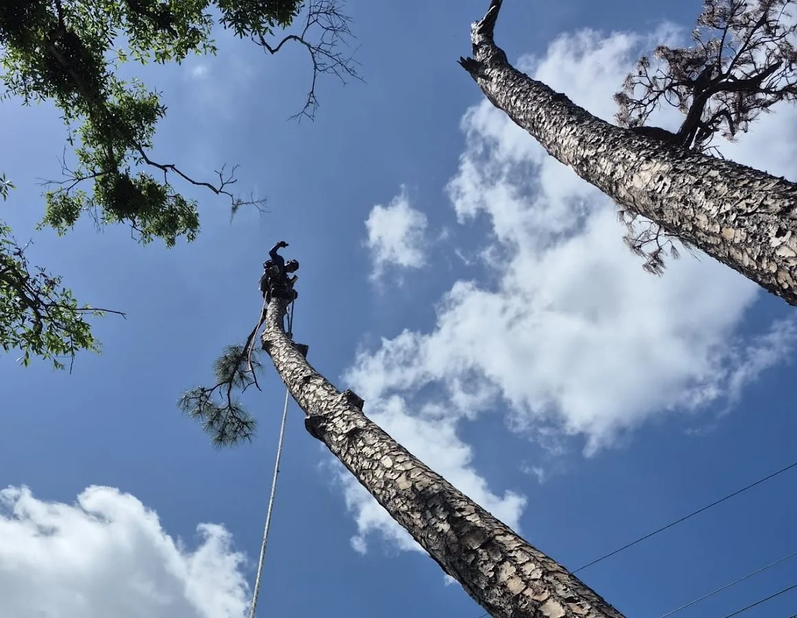 Tree Breeze Expert Tree Services