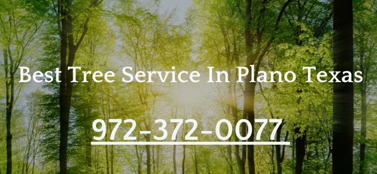 Tree Care Plano