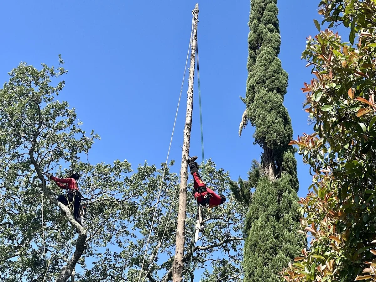 Tree Certified DLS Xpert