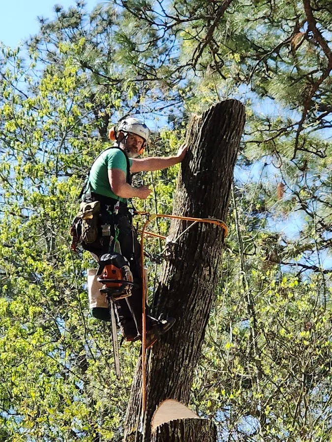 Tree Commando work site