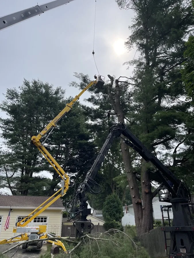 Tree Corp