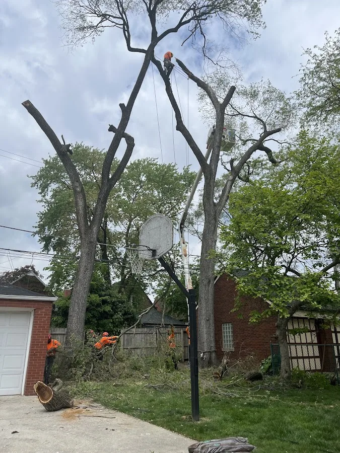 Tree Cutters Experts Inc