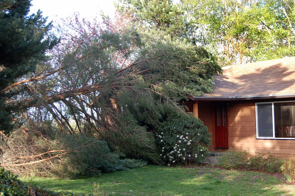 Tree Images - Professional Tree Service gallery 2