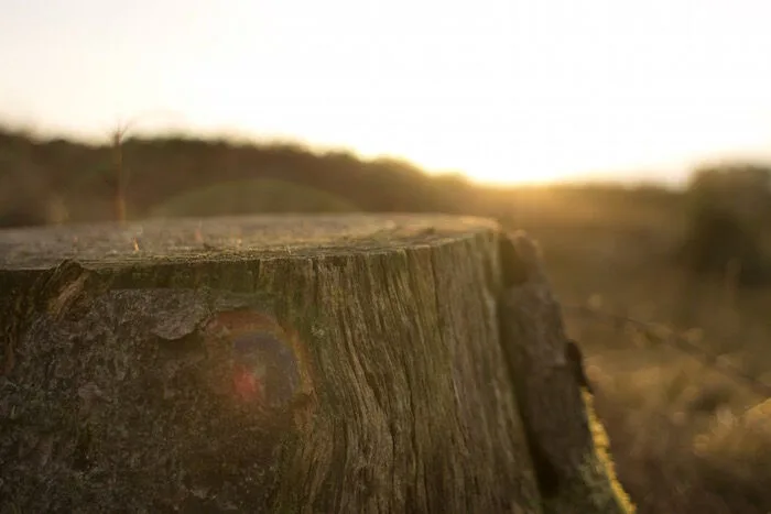 Tree Images - Professional Tree Service gallery 4