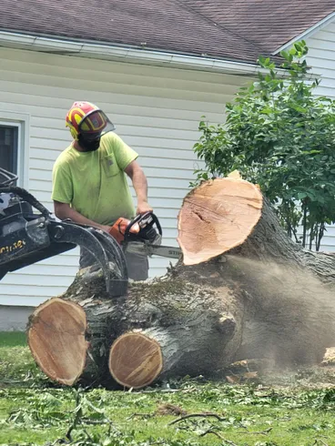 Tree Landers gallery 3