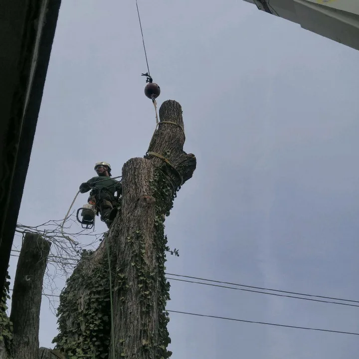 Tree Men Services LLC