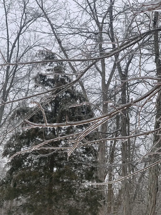 Tree Pro Inc.
