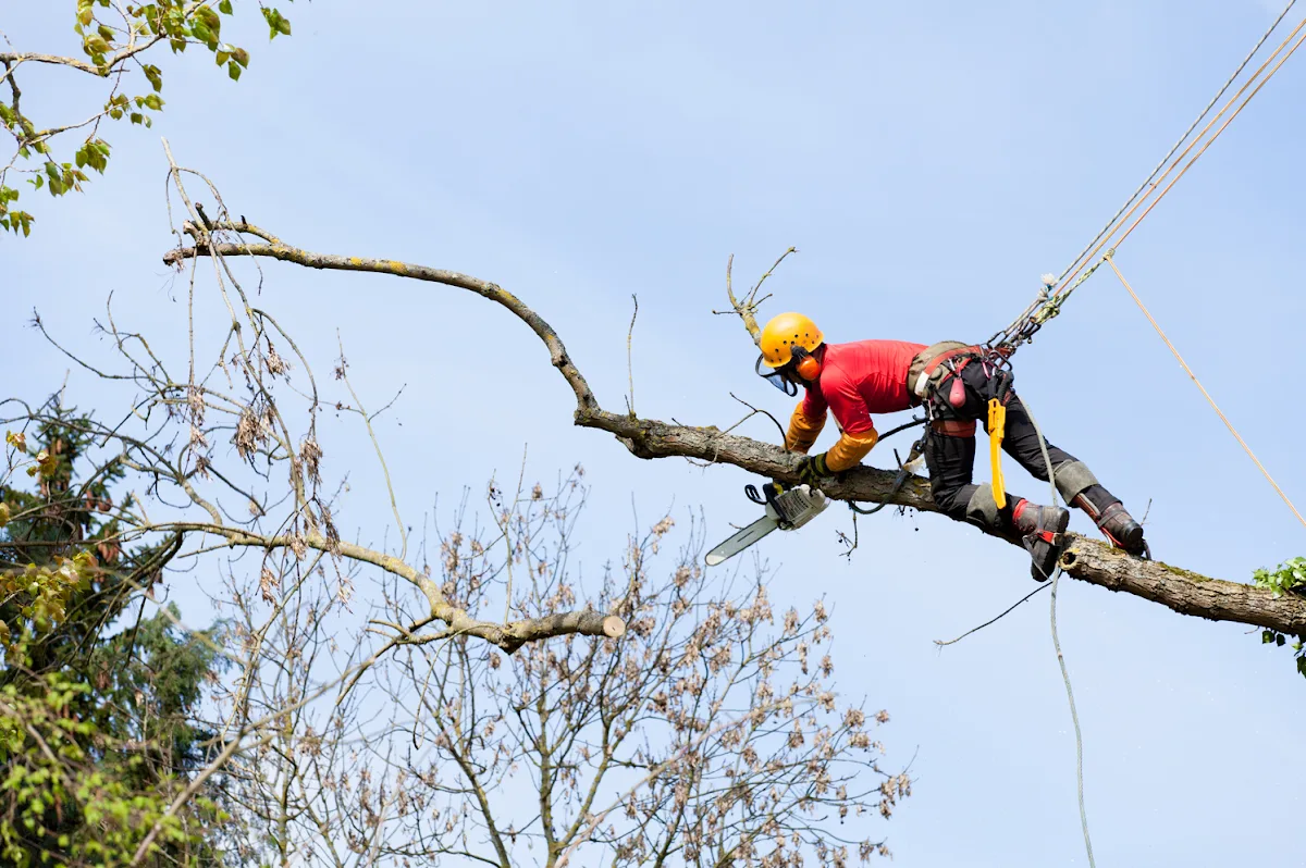 Tree Removal Today of St Paul