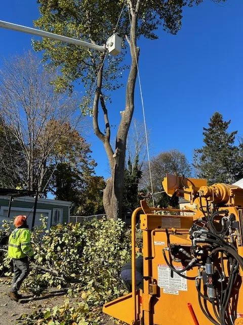 Tree Service Of Metro Boston gallery 2