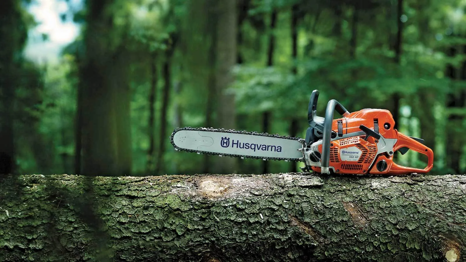 Tree Service Of Metro Boston gallery 3
