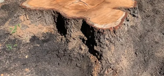 Tree Service Of Metro Boston gallery 4