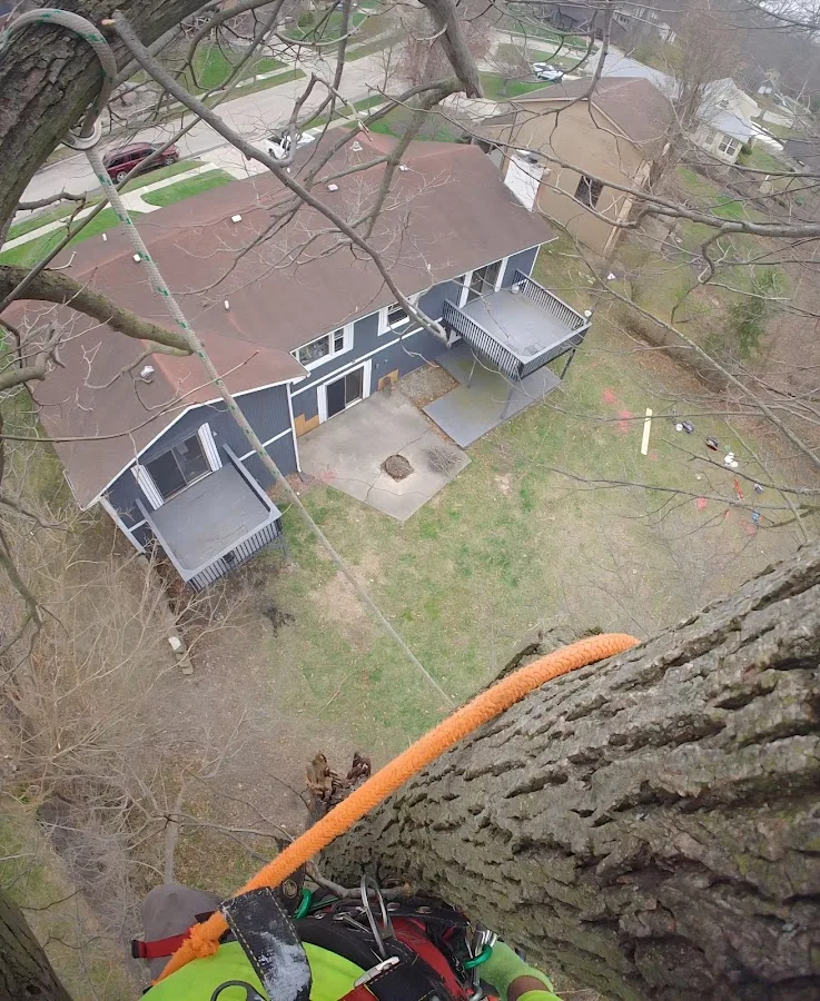 Tree service pro Fort Wayne gallery 3