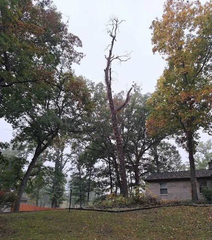 Tree service pro Fort Wayne gallery 6