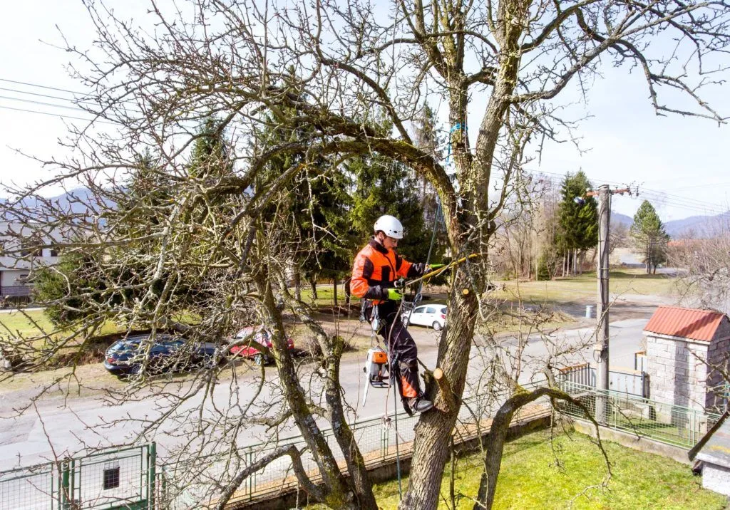 Tree service pro Fort Wayne gallery 7