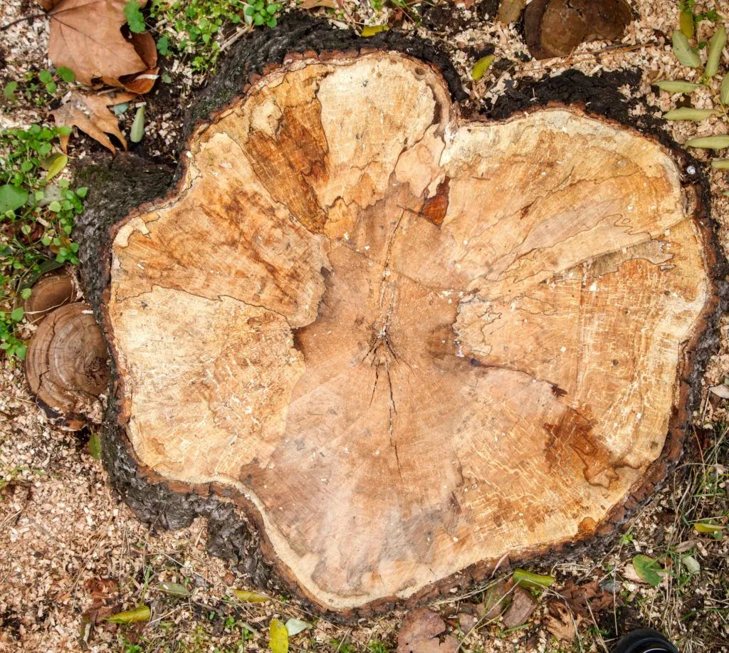 Tree service pro Fort Wayne gallery 8