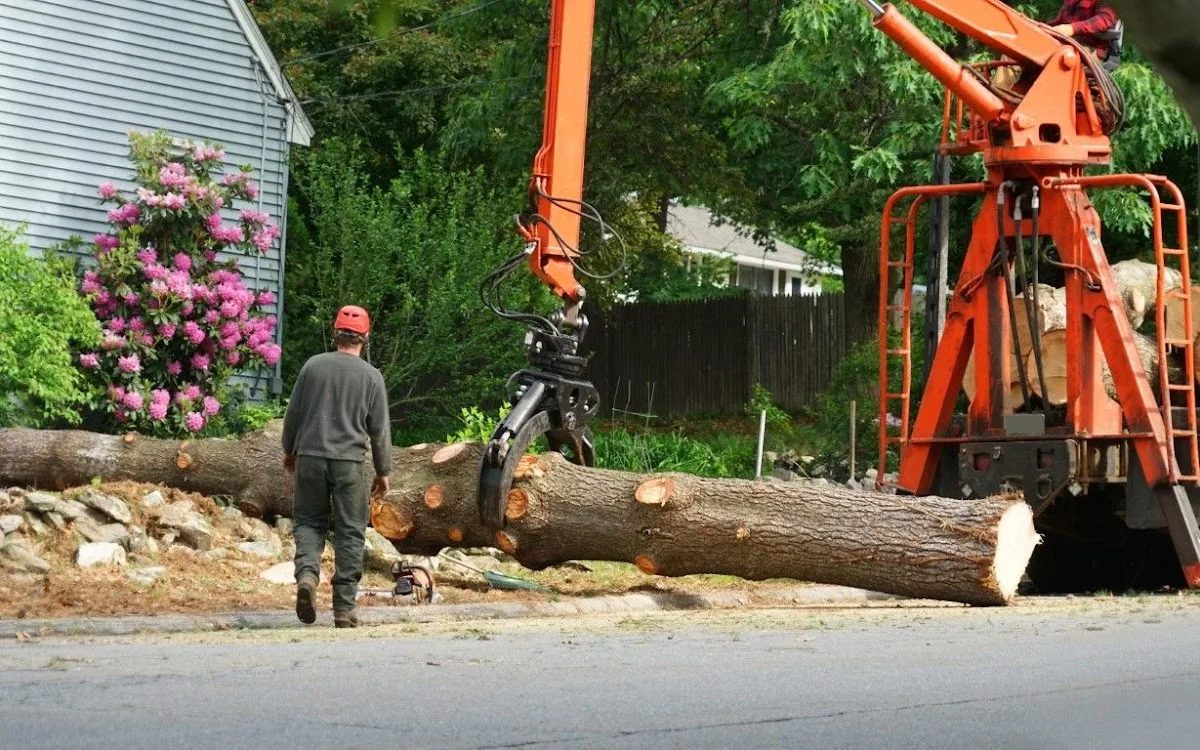 Tree Service & Removal Long Beach work site