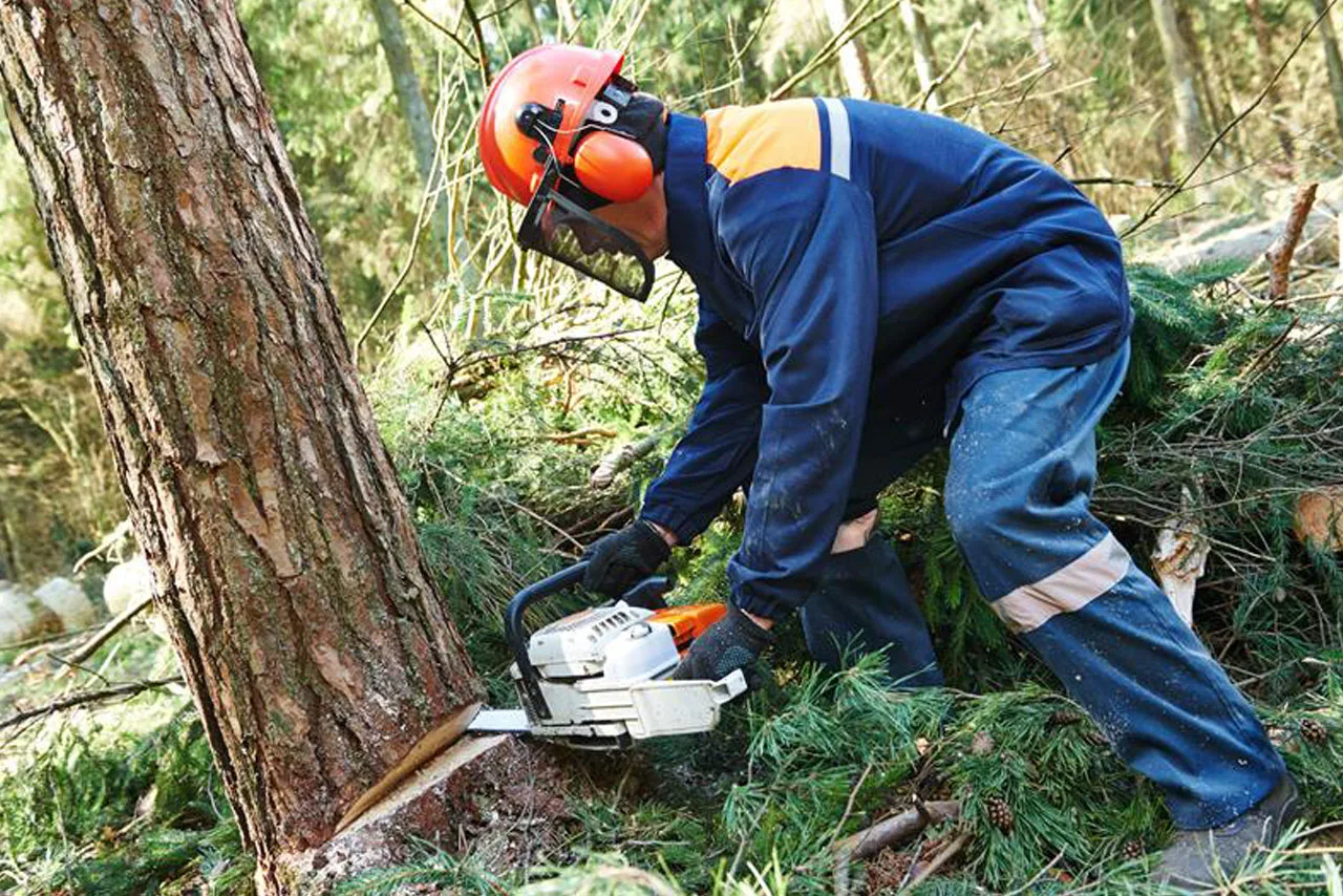 Tree Services Manhattan gallery 3