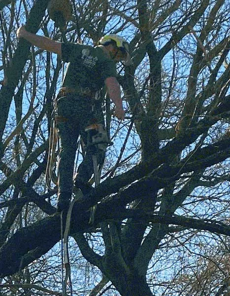 Tree Services Nassau & Queens County NY - Arbor-Pro gallery 4