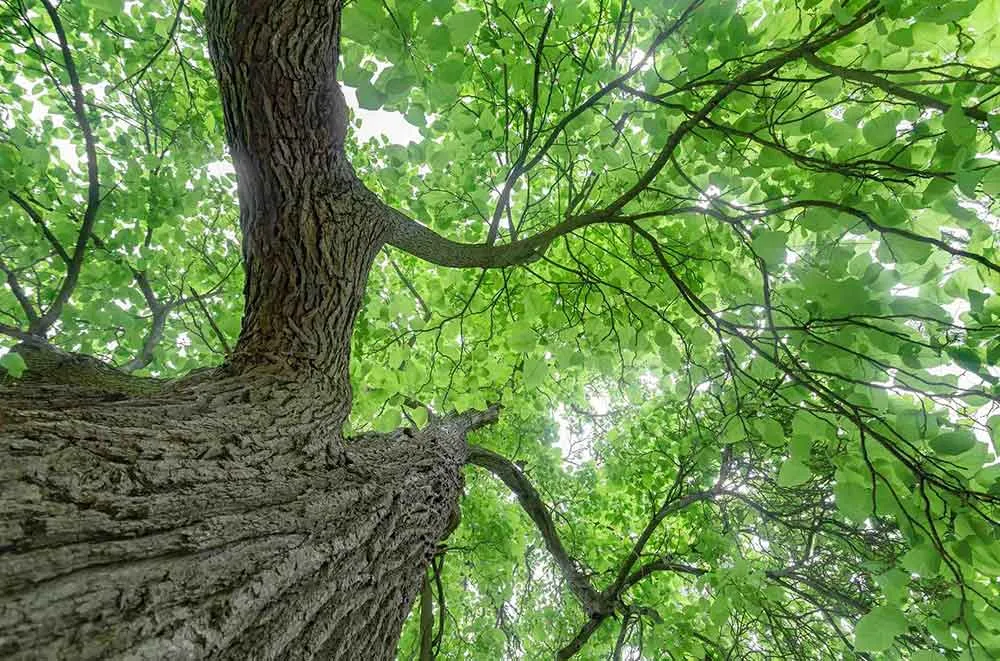Tree Services Nassau & Queens County NY - Arbor-Pro gallery 5