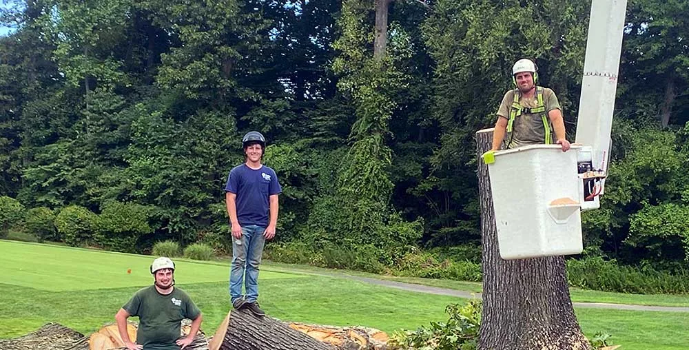 Tree Services Nassau & Queens County NY - Arbor-Pro gallery 6
