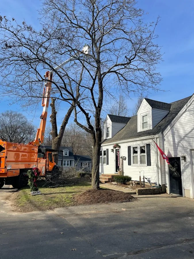 Tree Services of New England gallery 2
