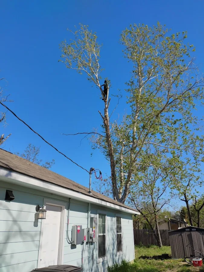 Tree Services Santos