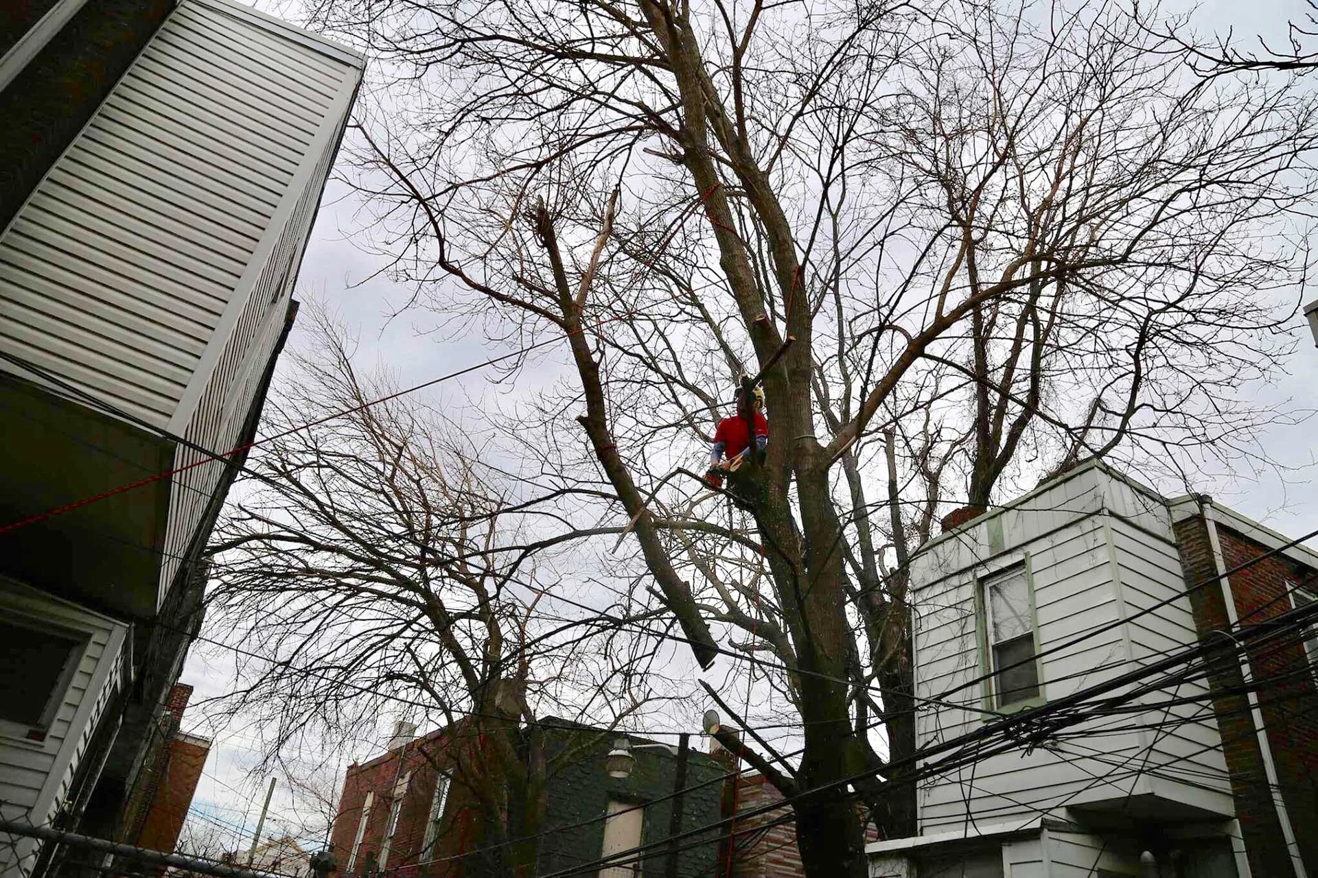 Tree Tech NYC🌳 gallery 6