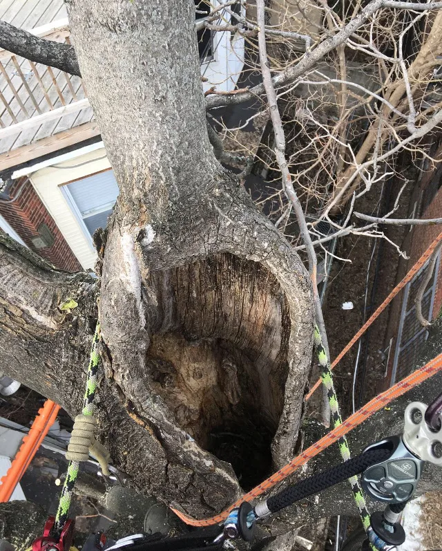 Tree Tech NYC🌳 gallery 8