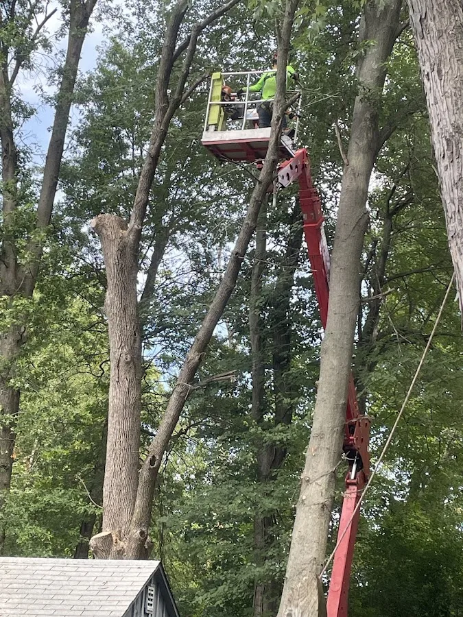 Tree Wise Guys of CT LLC in New Britain, CT: How to Match a Tree Removal Estimate to the Real Work