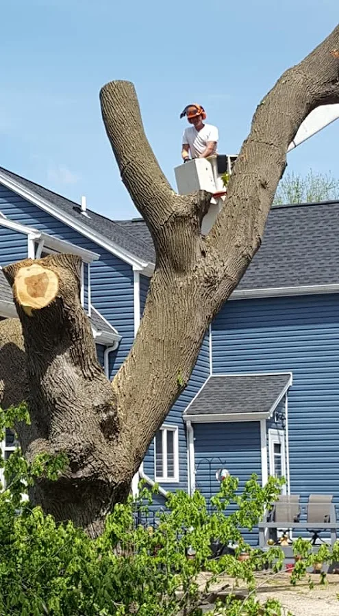 Tree Works Of WNY gallery 2