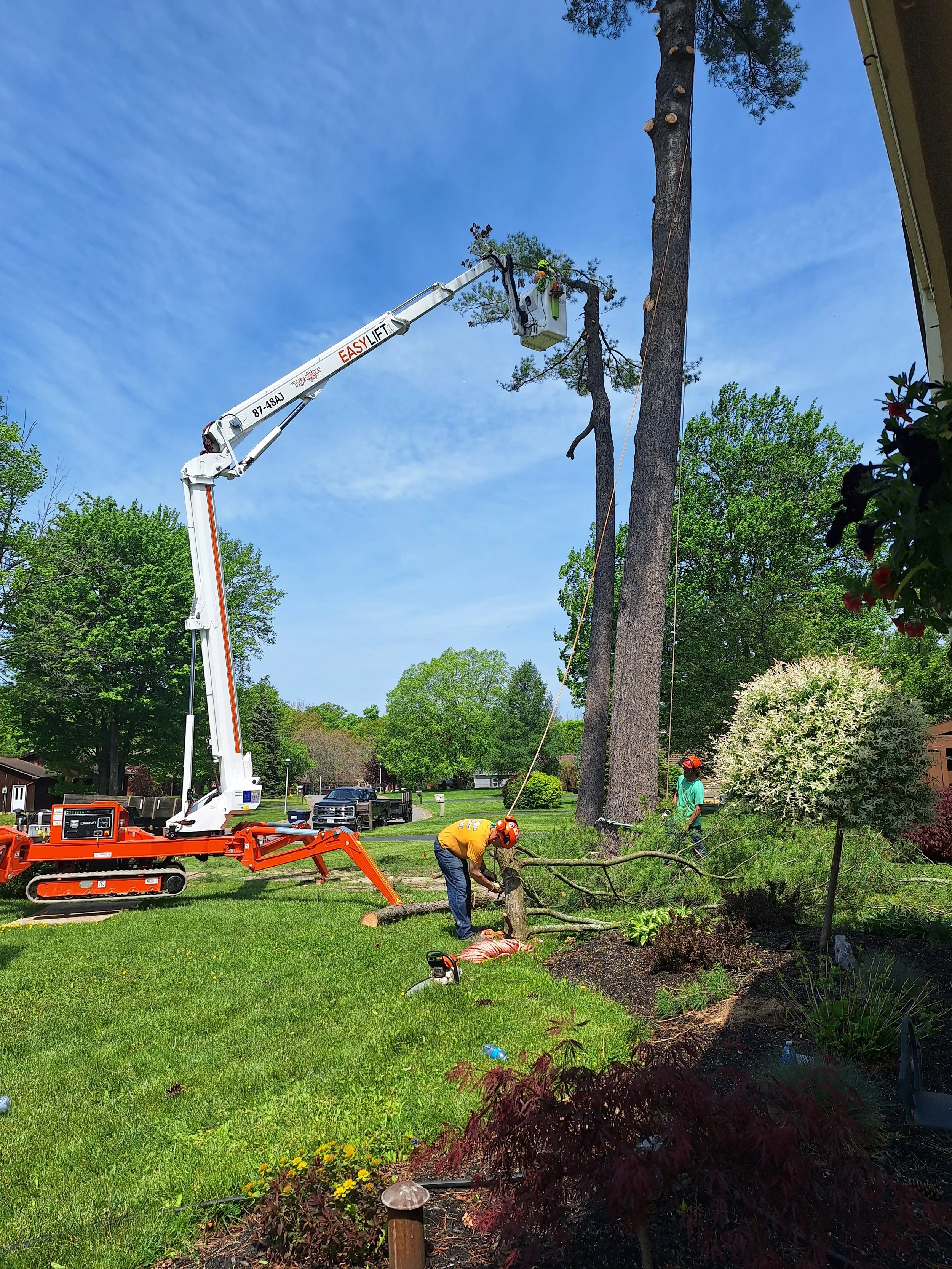 Tree Works Of WNY gallery 3