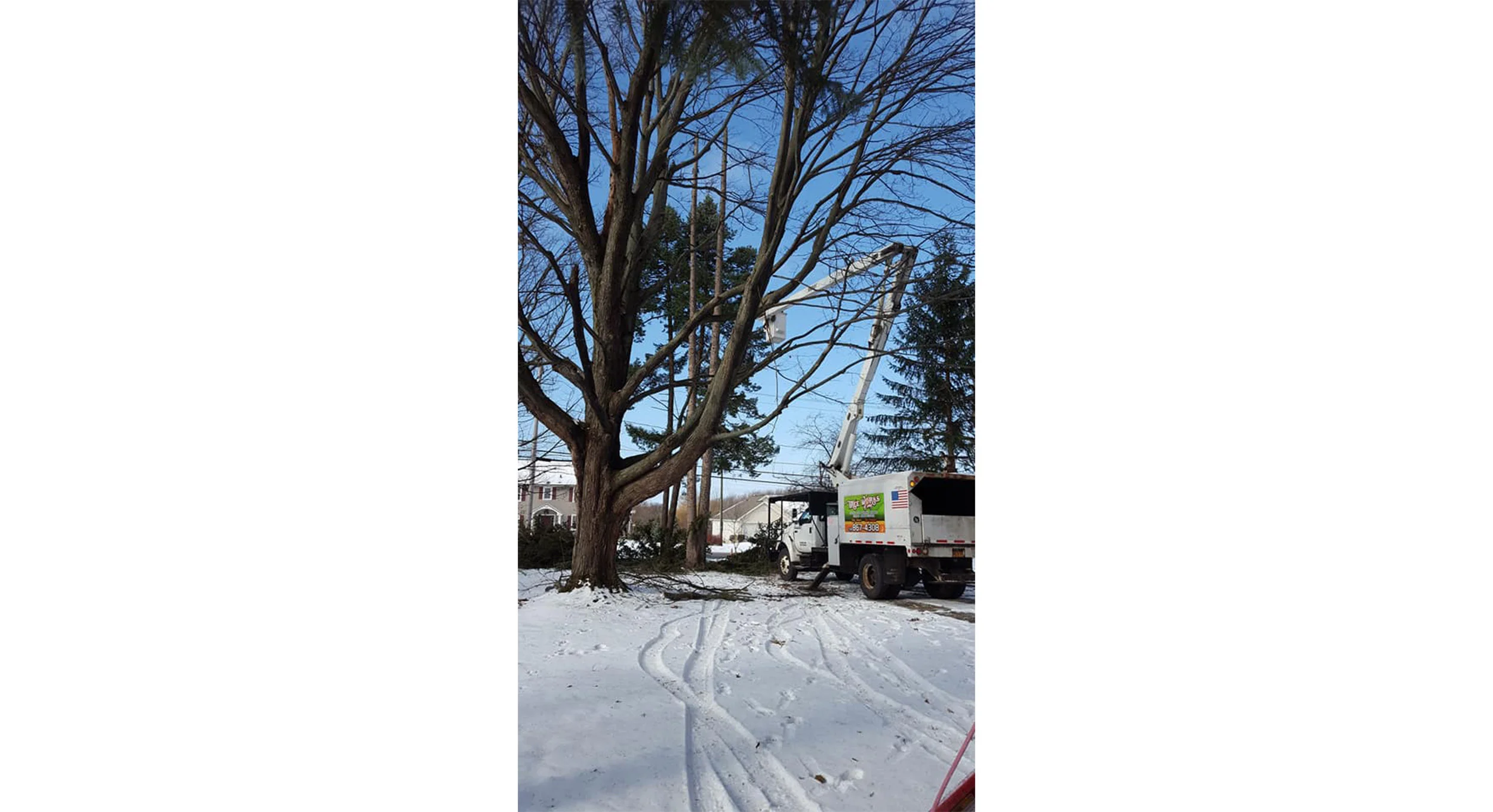 Tree Works Of WNY gallery 5