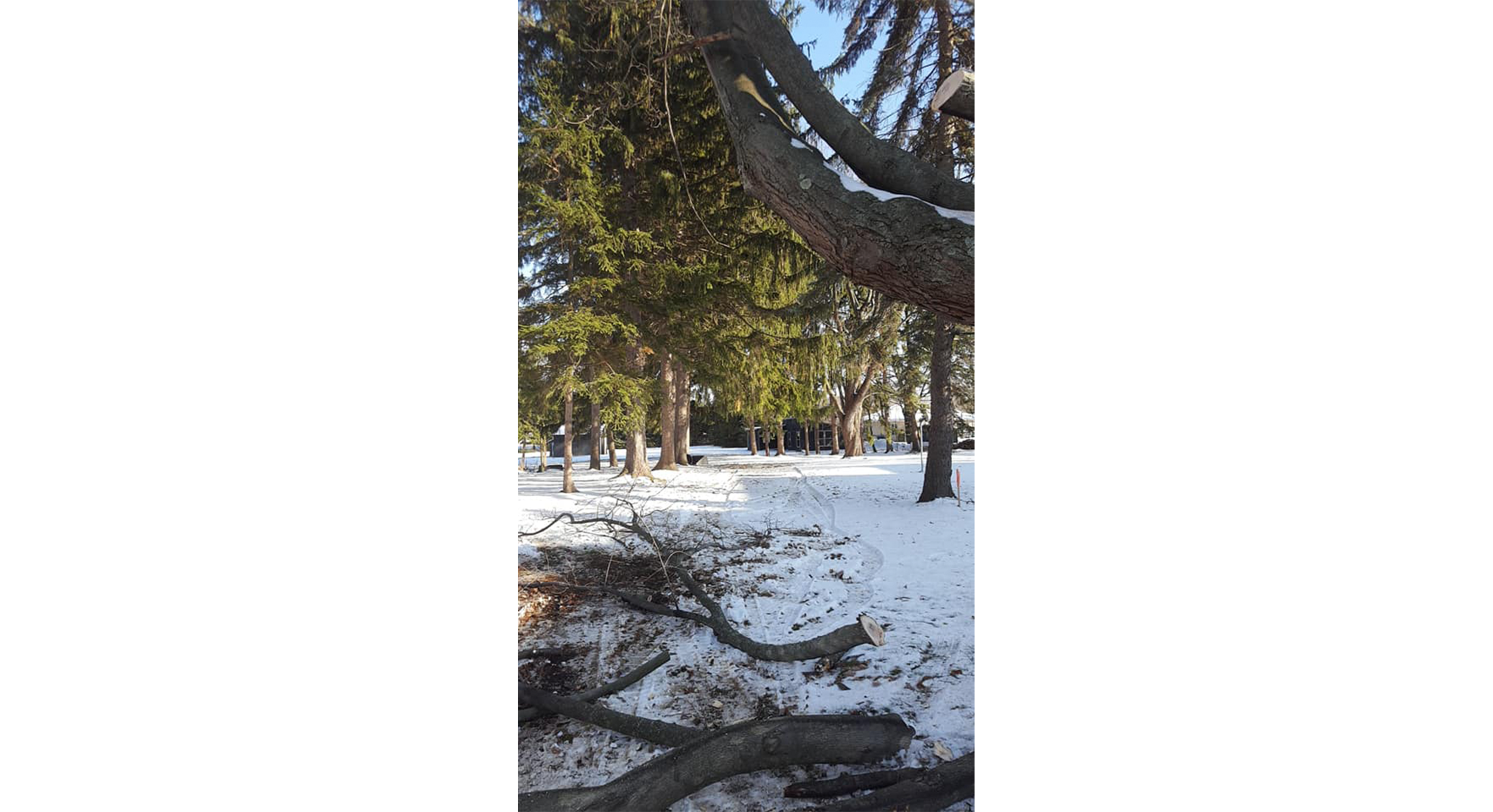 Tree Works Of WNY gallery 6