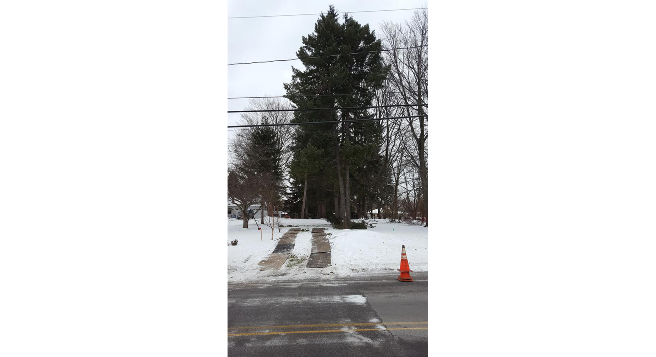 Tree Works Of WNY gallery 7