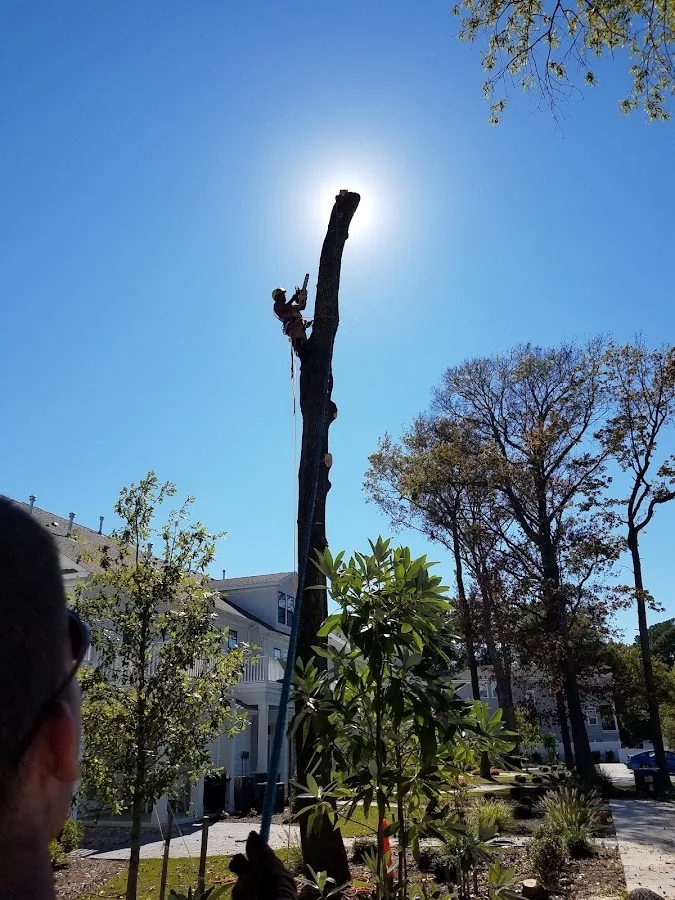Treecycling LLC gallery 2